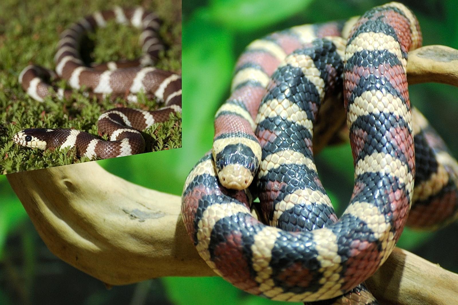 A California Mountain Kingsnake on a branch, with an inset close up.