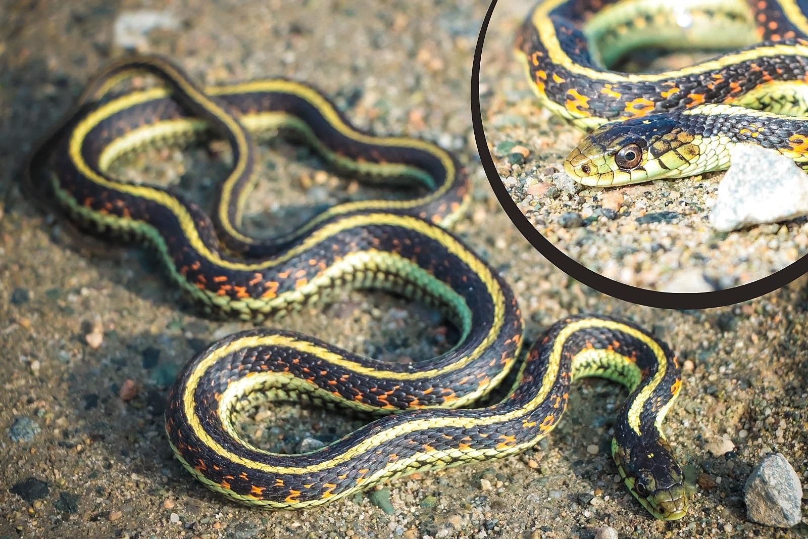 A black and yellow striped common garter snake; an inset shows the close up of one's face.