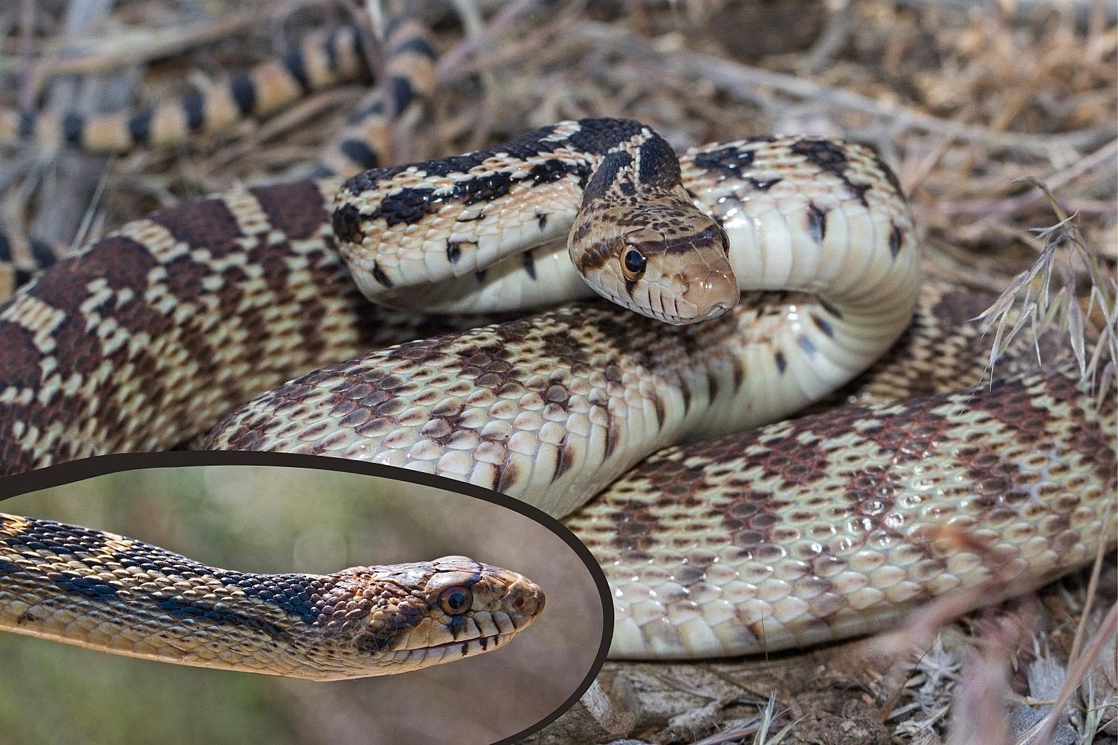 A coiled Great Basin Gopher Snake; an inset shows one's head.