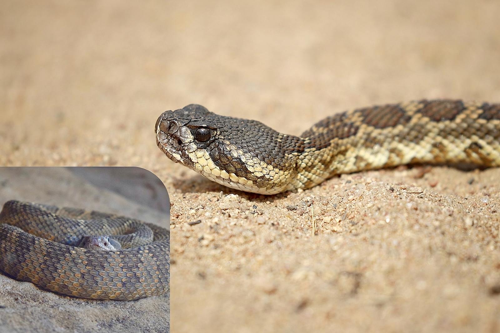 A Northern Pacific Rattlesnake