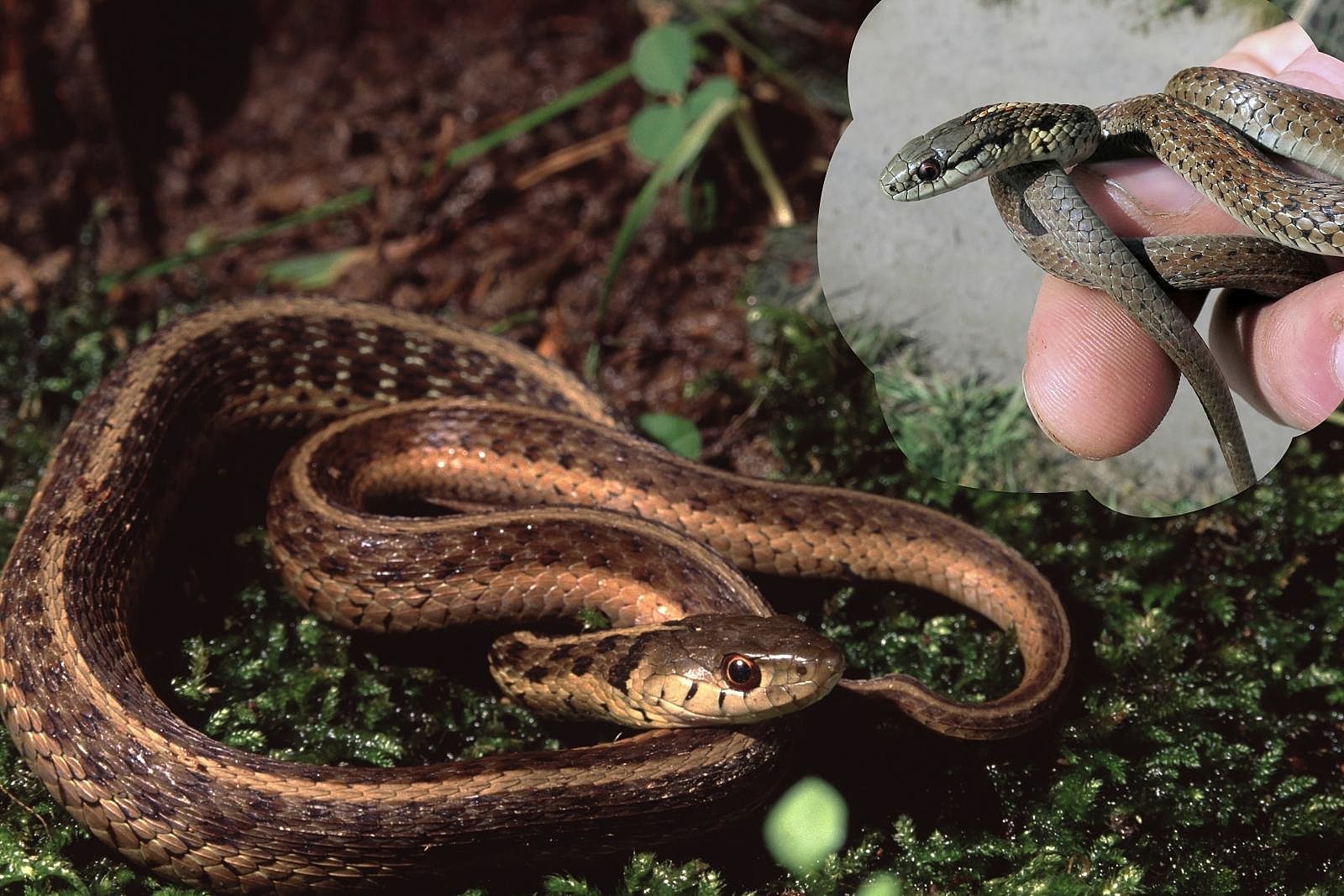 A northwestern garter snake coiled, with an inset of one being held by a human hand.