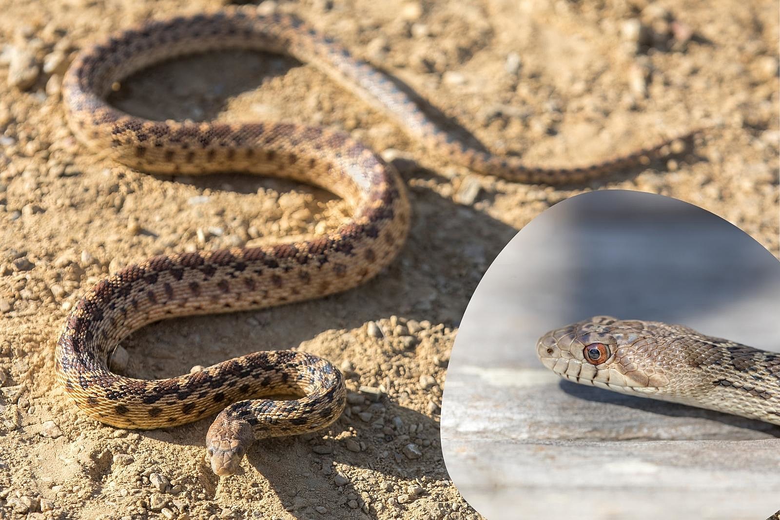 A defensively posed pacific gopher snake, with an inset of a close-up of its head.