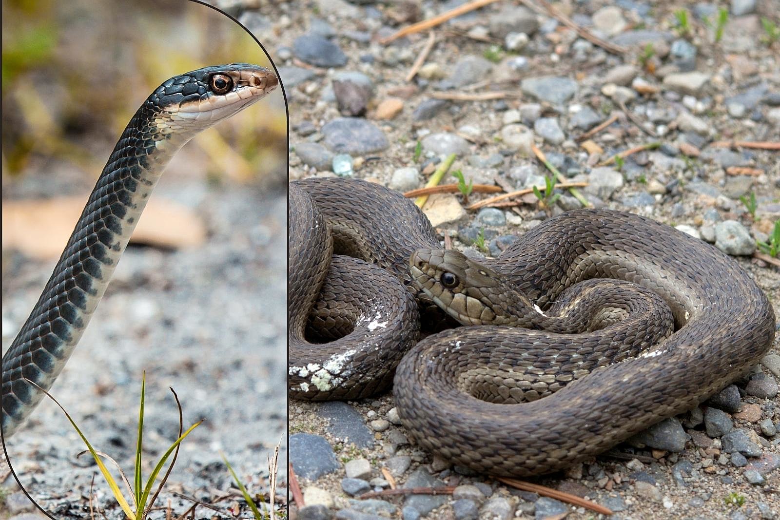 A racer snake coiled defensively on the right; on the left, one performing a periscope.