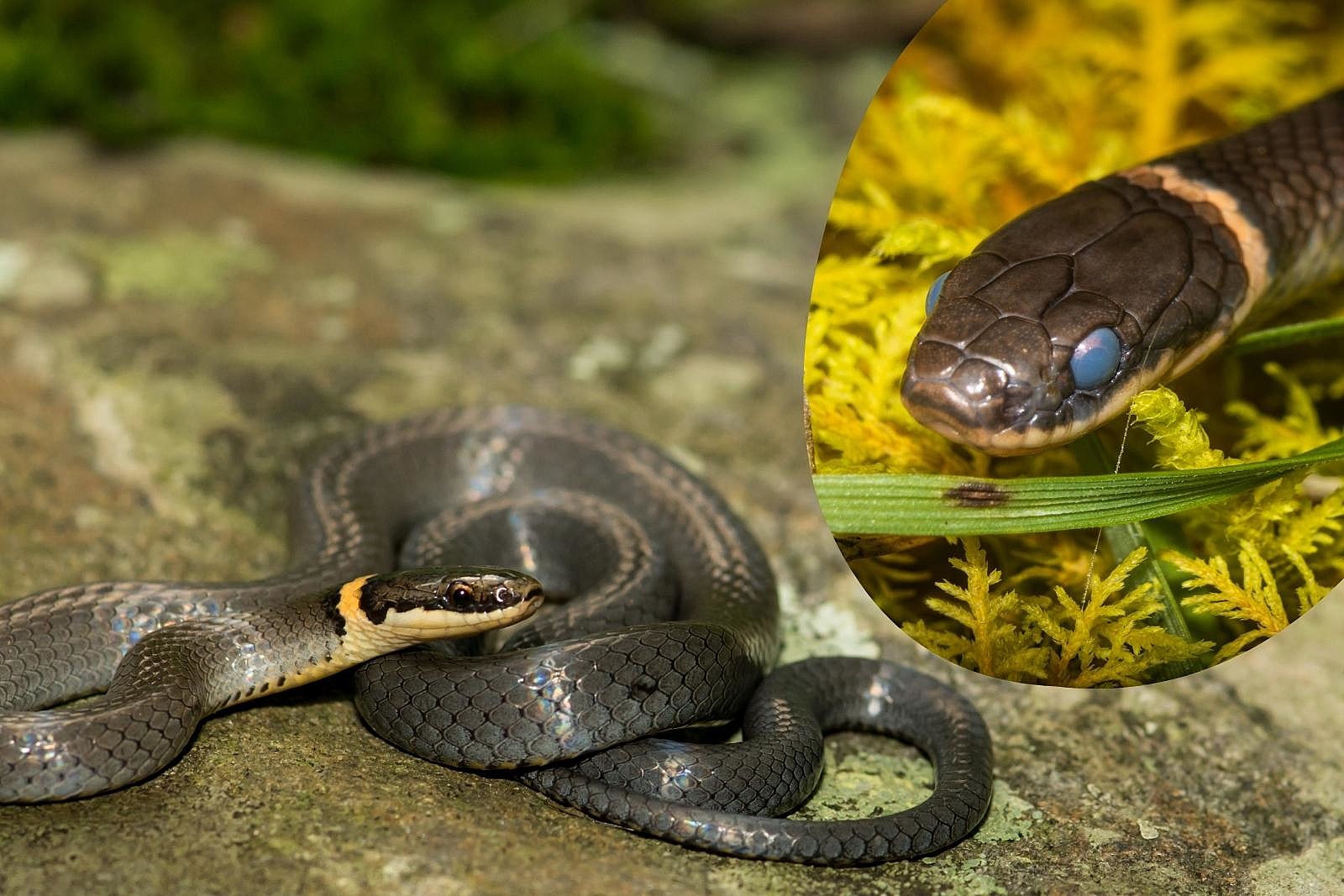 A ringnecked snake coiled on a rock; an inset shows their head close up near a shed.