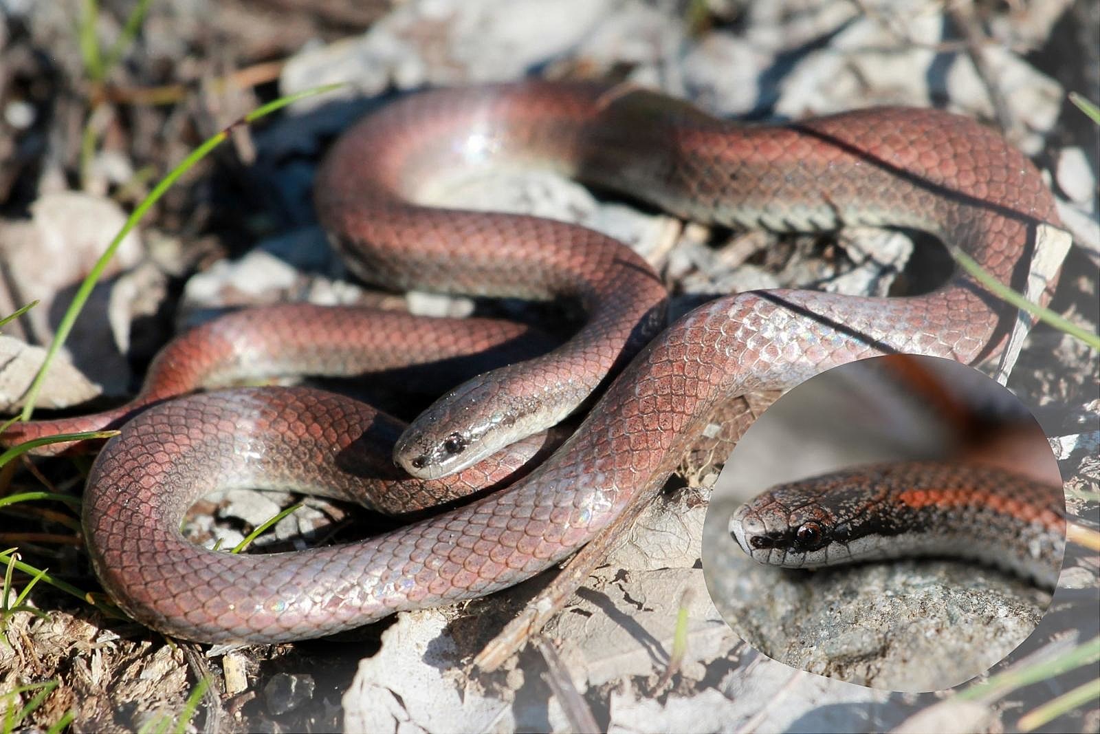 A copper colored Sharptail Snake, with an inset close up of its head.
