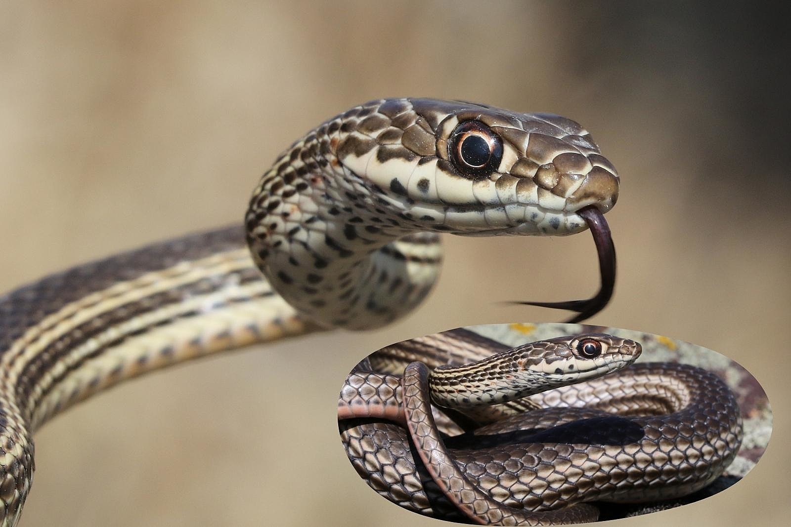 A striped whipsnake close-up in a defensive pose, with an inset of one coiled.