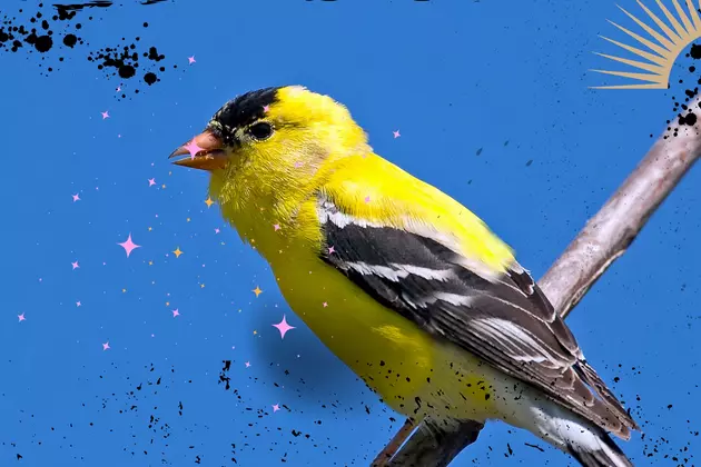 4 Best Spots to See the Official Washington State Bird