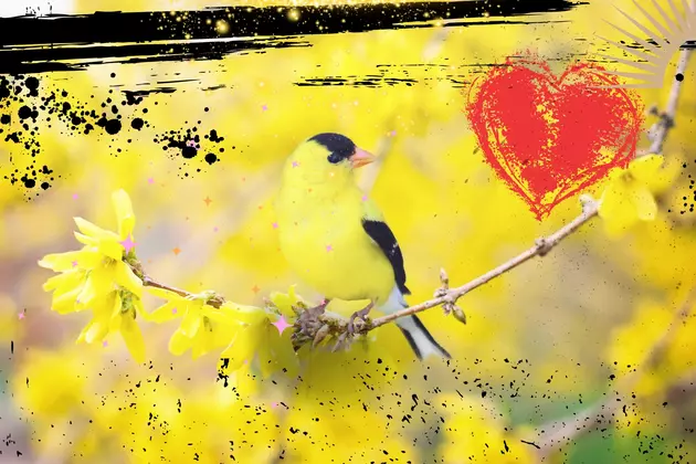 Yellow Goldfinch WA State Bird