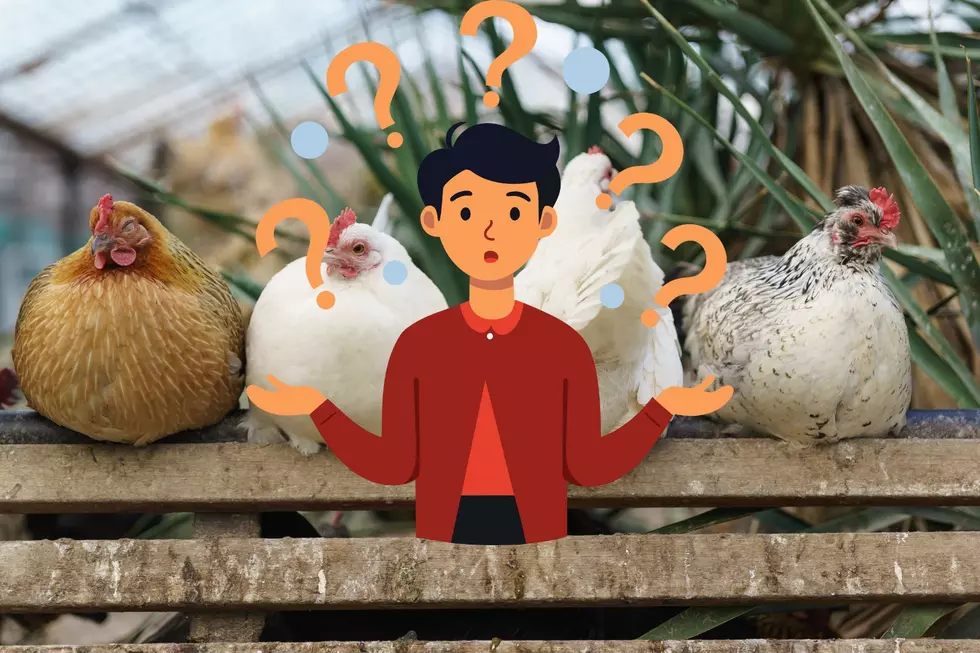 Can You Have Chickens in Your Backyard in Yakima?